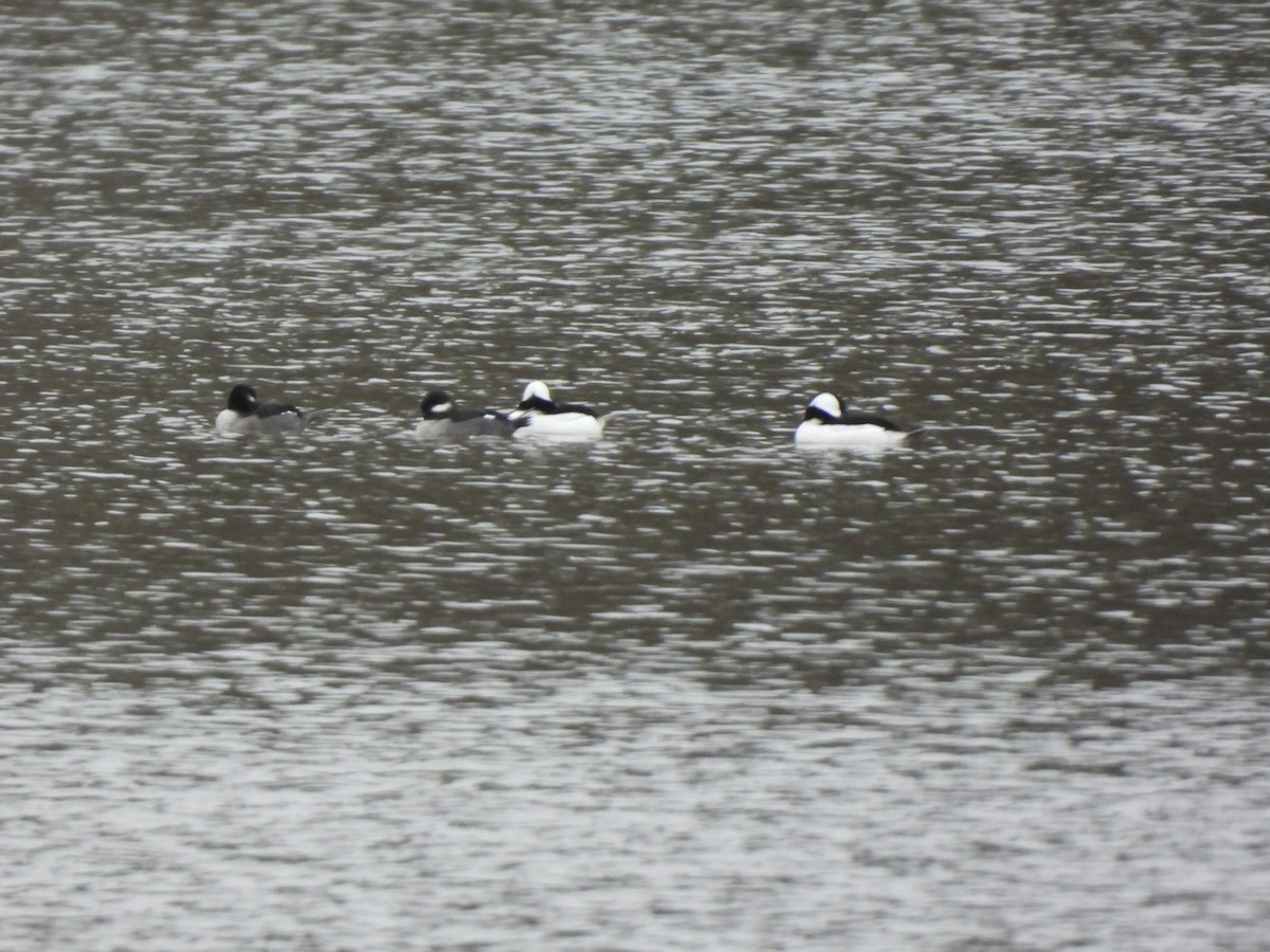 Bufflehead - ML646534261