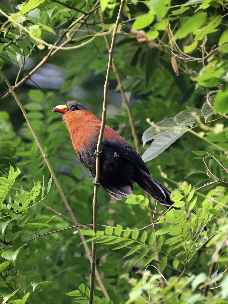 Buntschnabelkuckuck - ML646534264