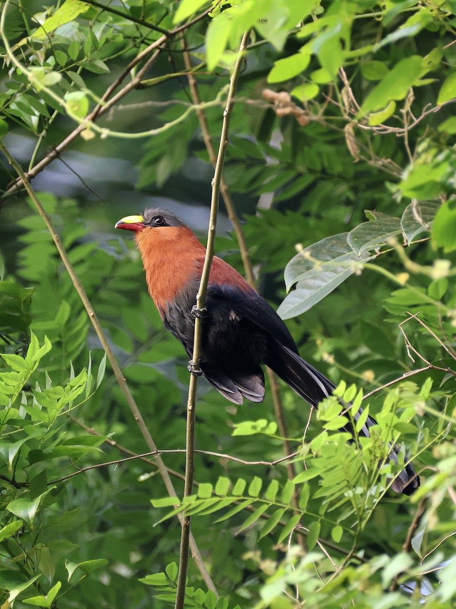 Buntschnabelkuckuck - ML646534265