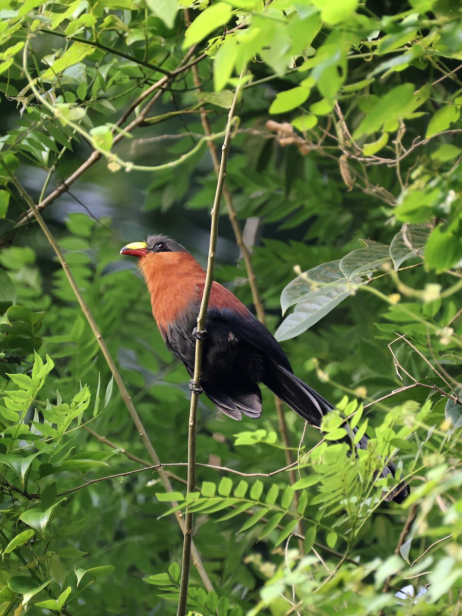 Buntschnabelkuckuck - ML646534266