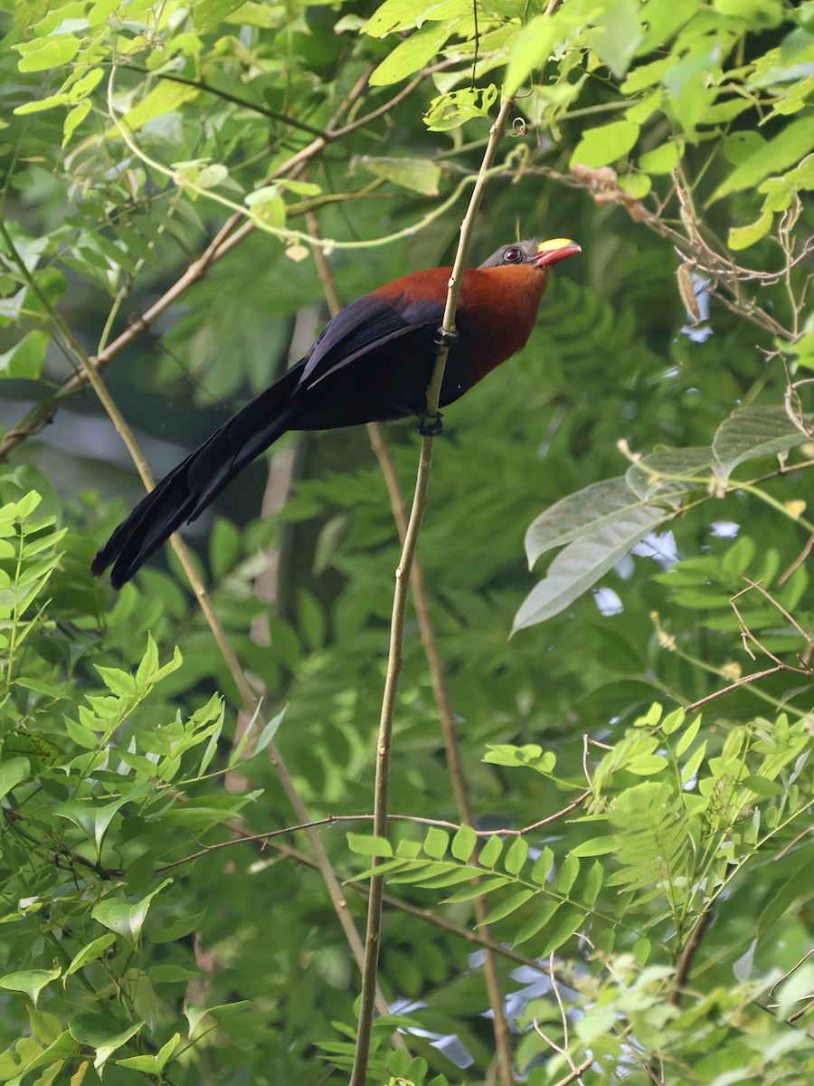 Buntschnabelkuckuck - ML646534267