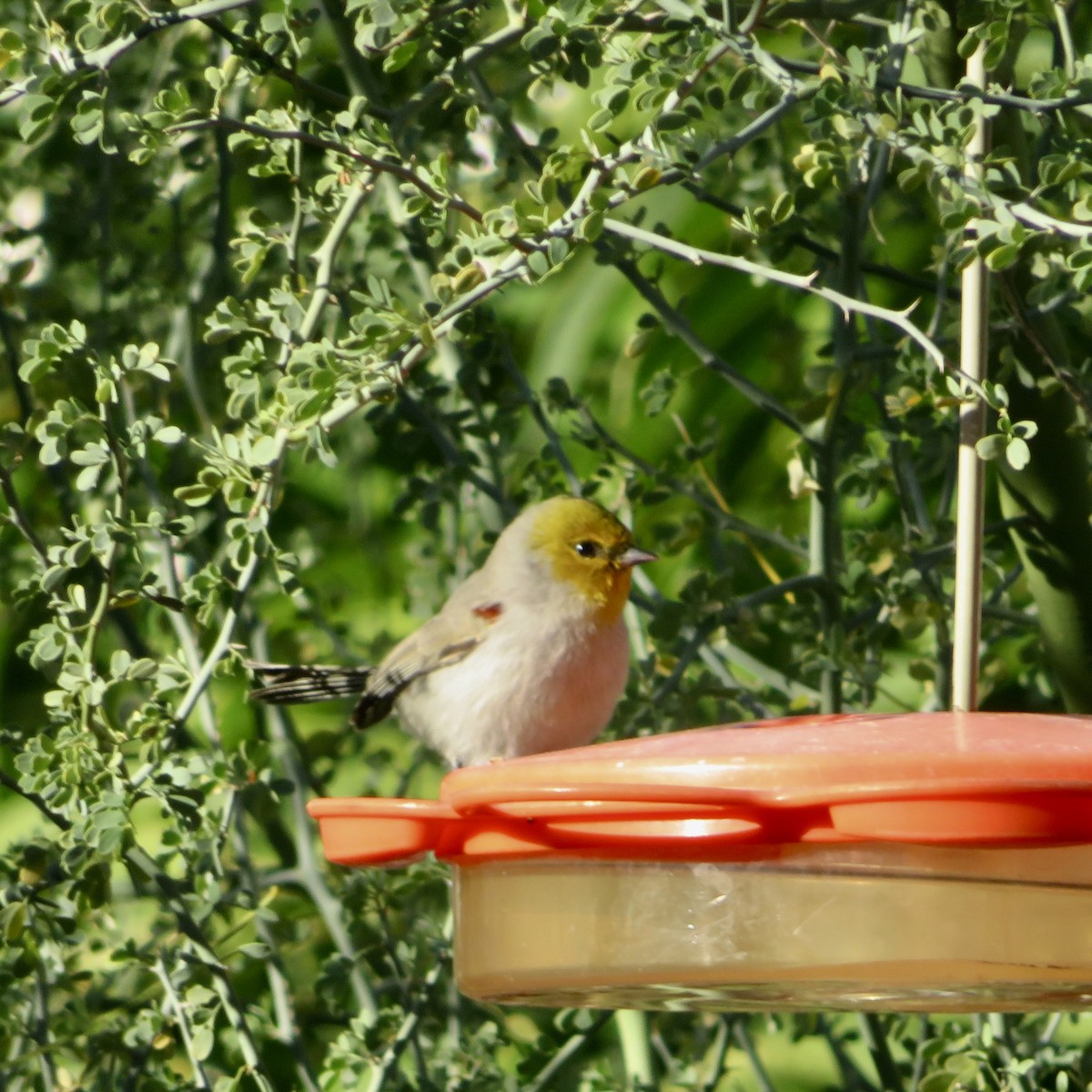 Verdin - ML646534268