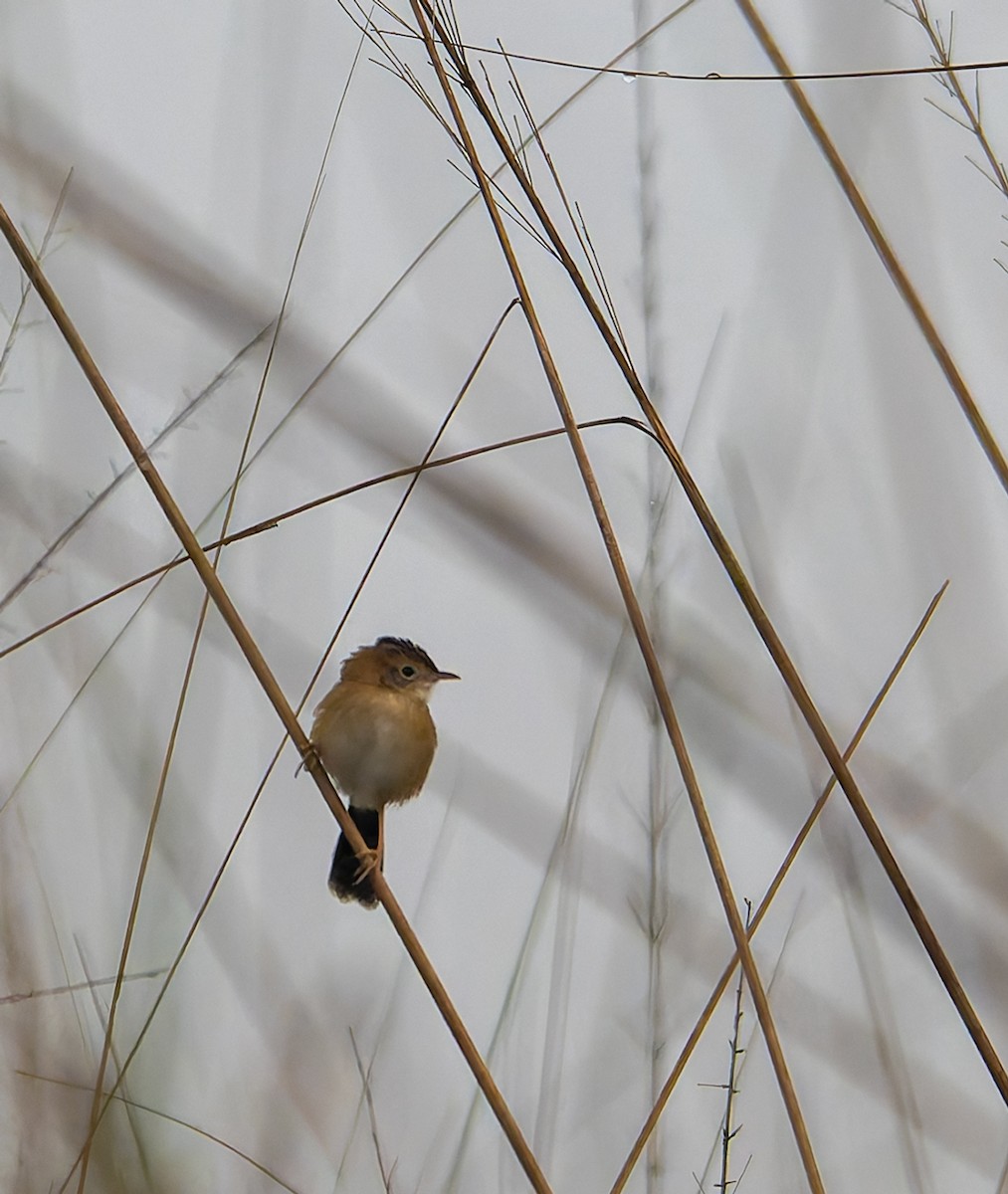 Golden-headed Cisticola - ML646534271