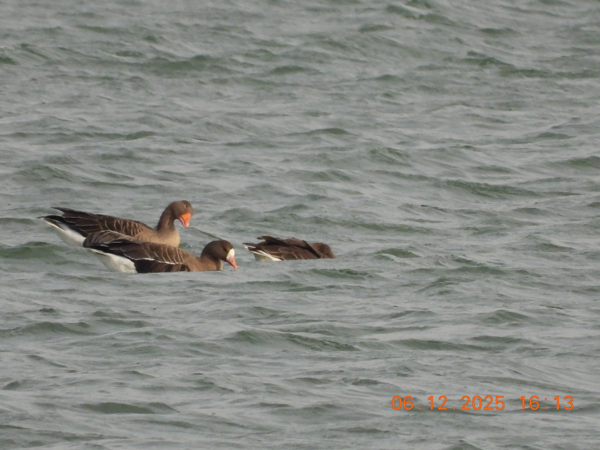 Oca lombardella - ML646534274