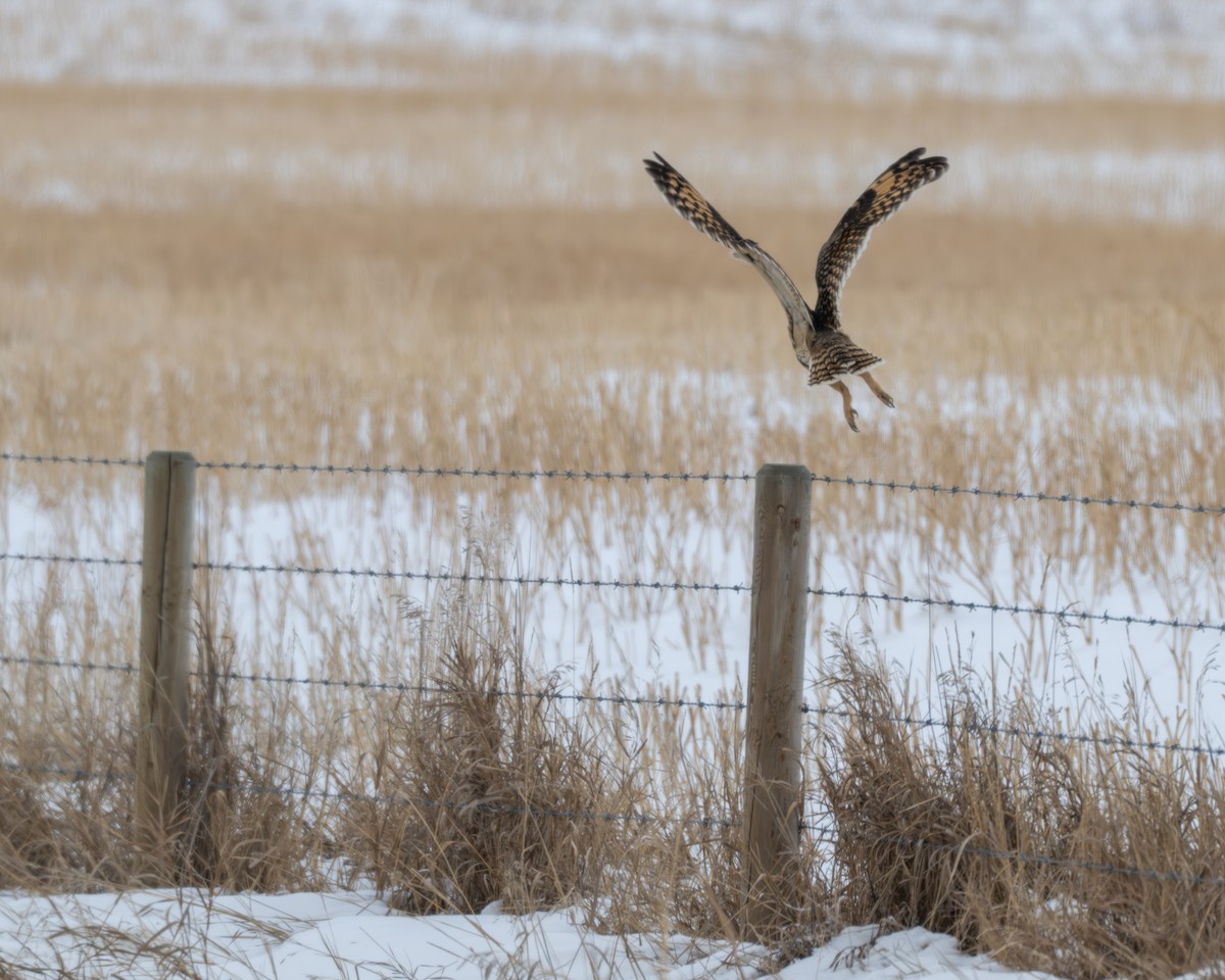 Zingira-hontza - ML646534276