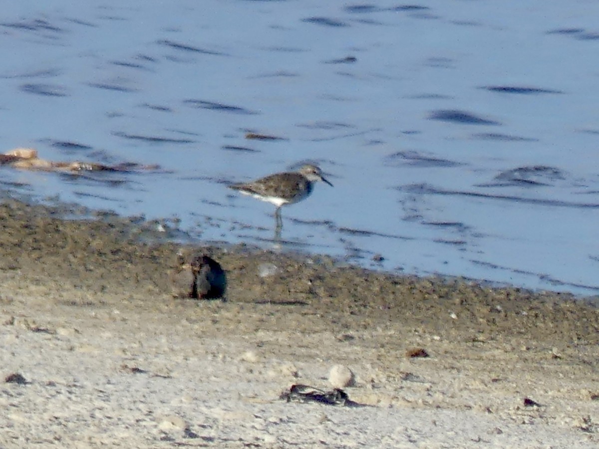 Zwergstrandläufer - ML646534278