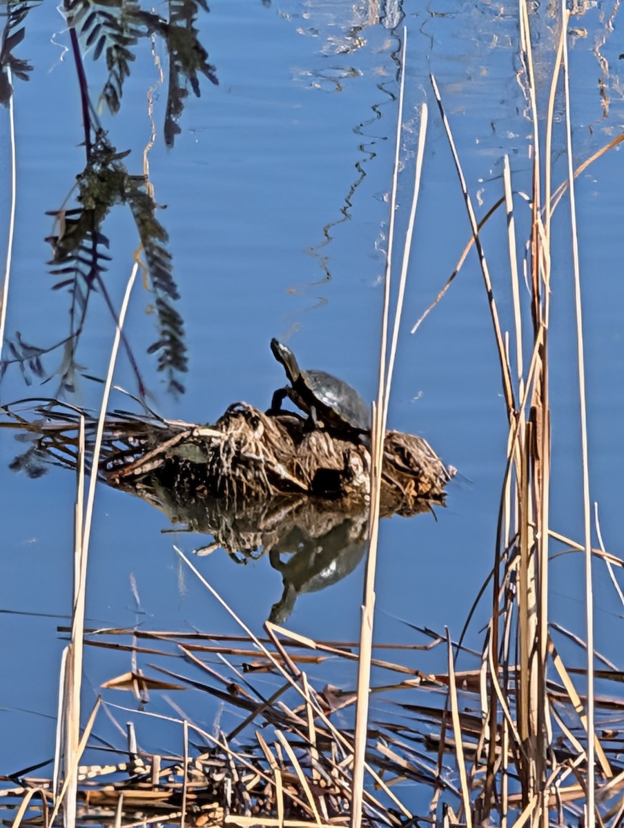 動物界 - ML646534280