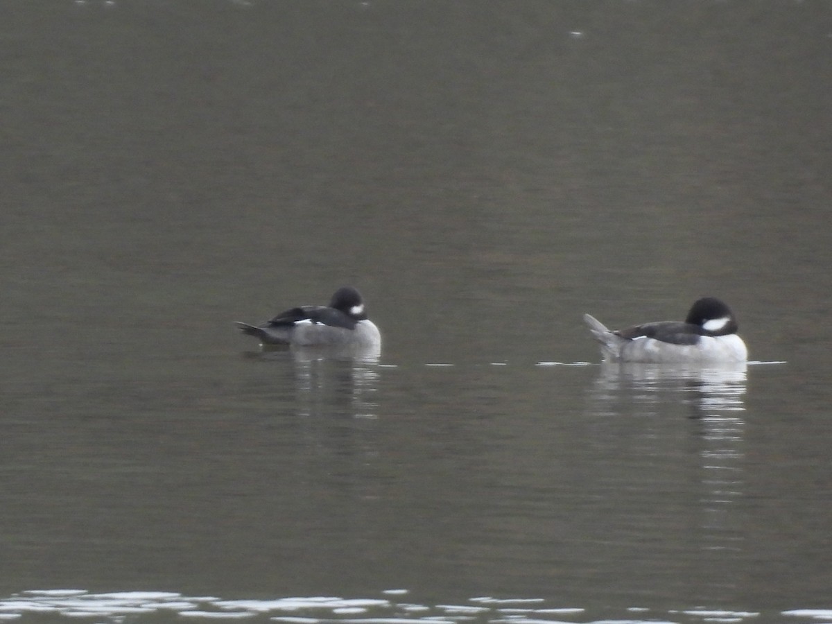 Bufflehead - ML646534281