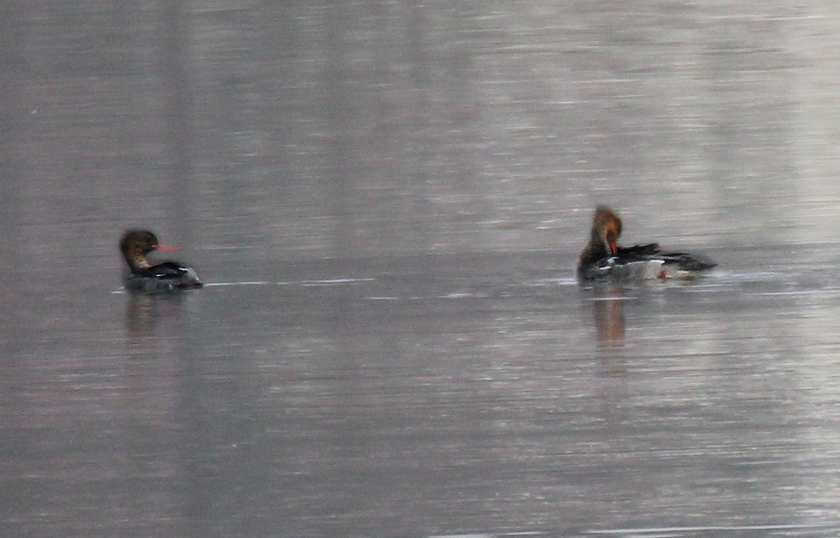Red-breasted Merganser - ML646534282
