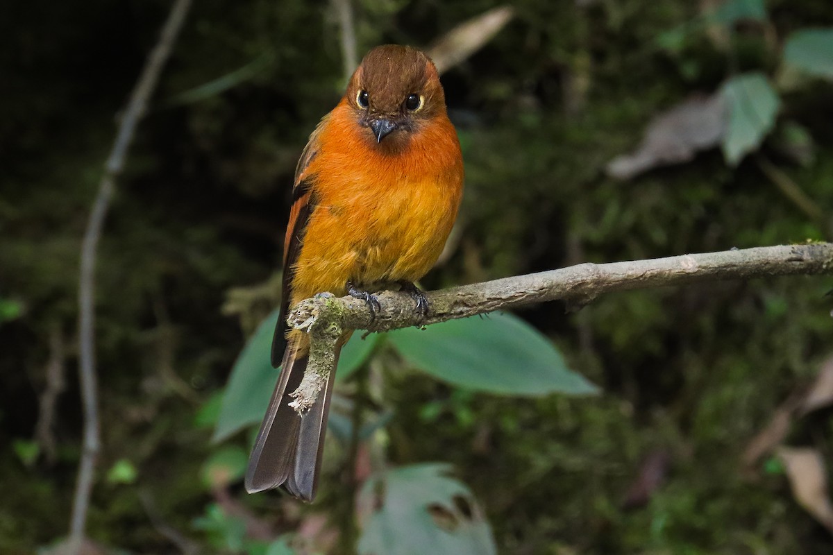 Коричневый мухолов (cinnamomeus/pyrrhopterus) - ML646534283