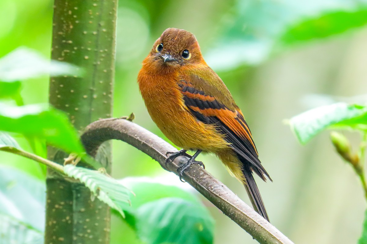 Коричневый мухолов (cinnamomeus/pyrrhopterus) - ML646534284