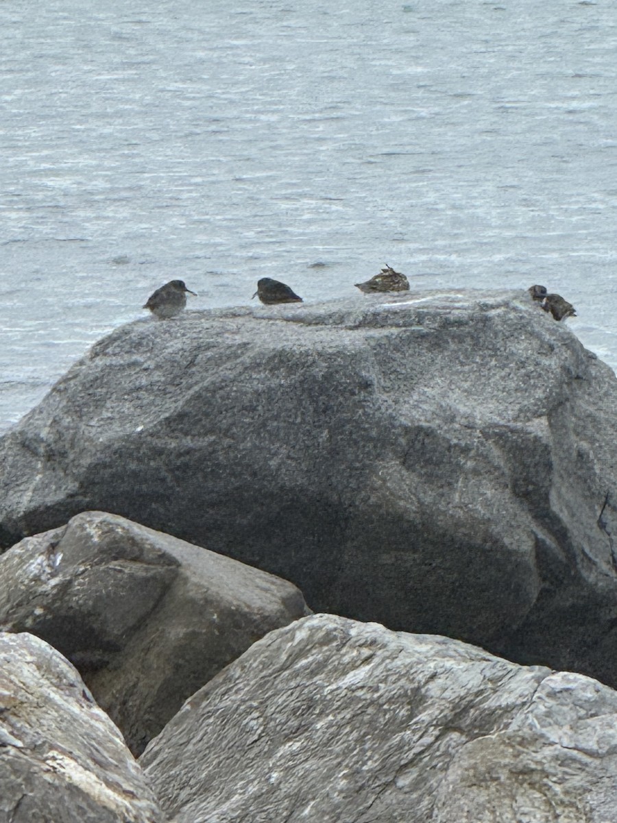Purple Sandpiper - ML646534285
