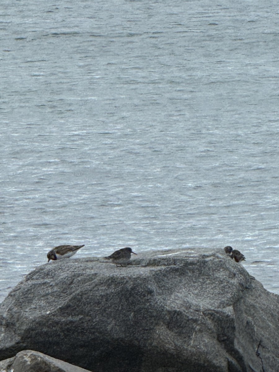 Purple Sandpiper - ML646534286