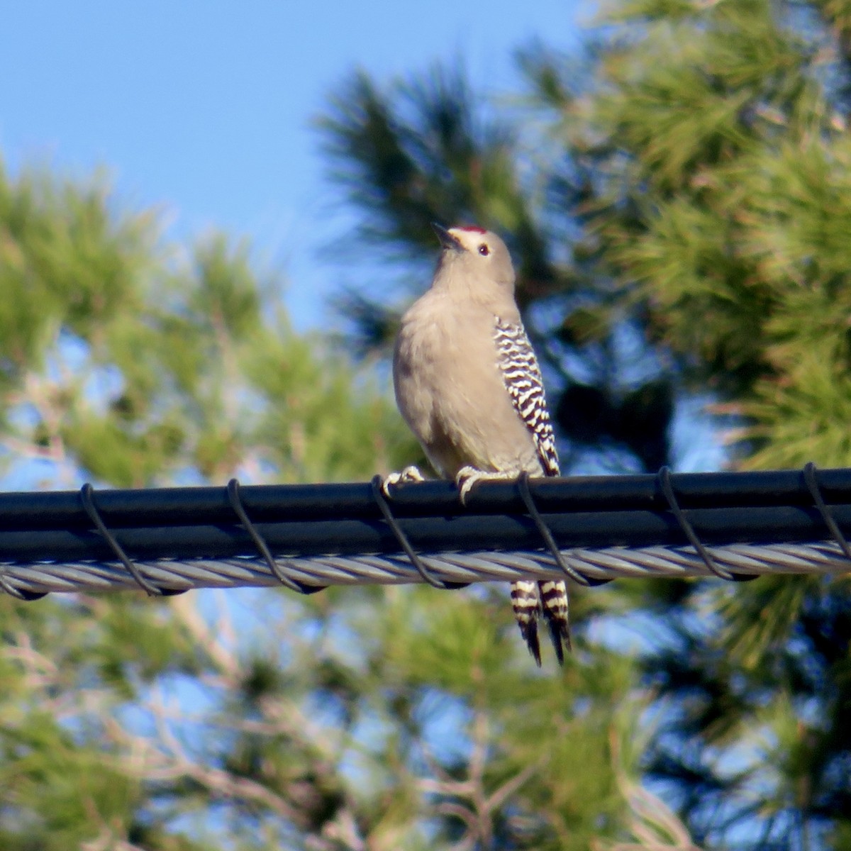 Gila Woodpecker - ML646534287