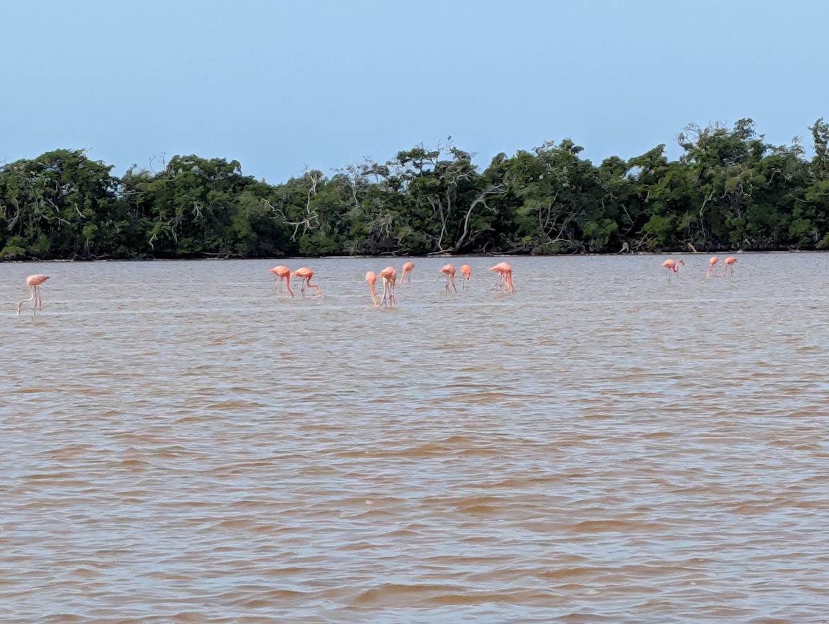 American Flamingo - ML646534289