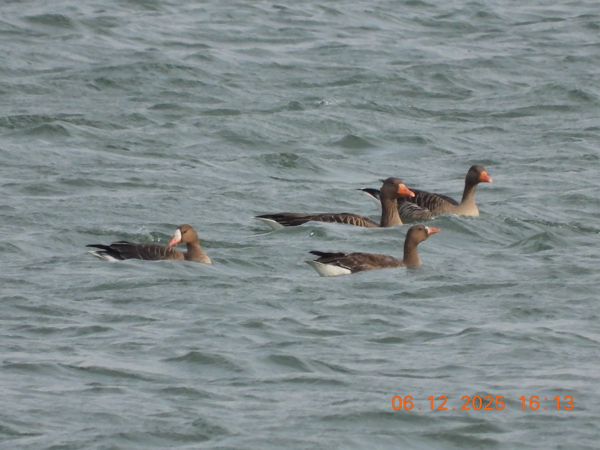 Oca lombardella - ML646534290