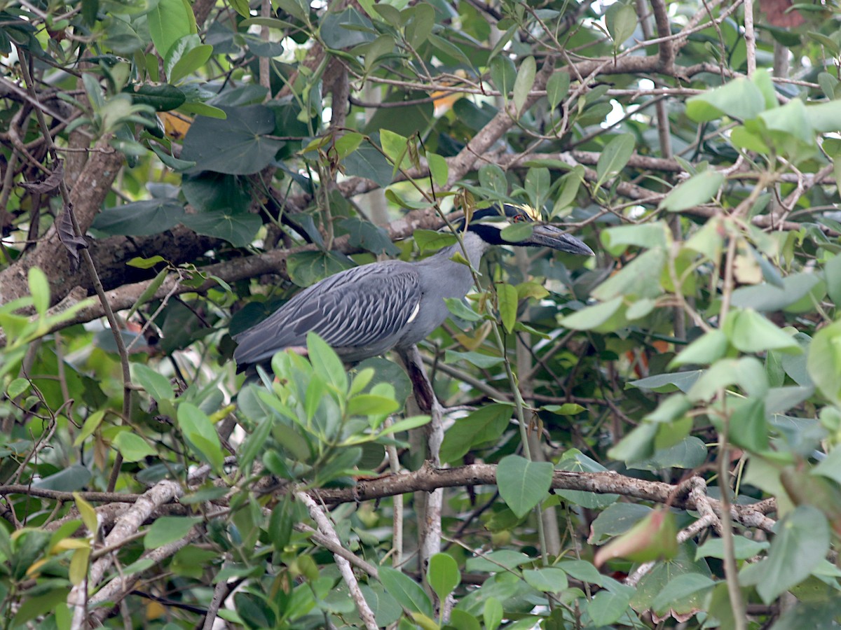 Sarı Tepeli Gece Balıkçılı - ML646534291