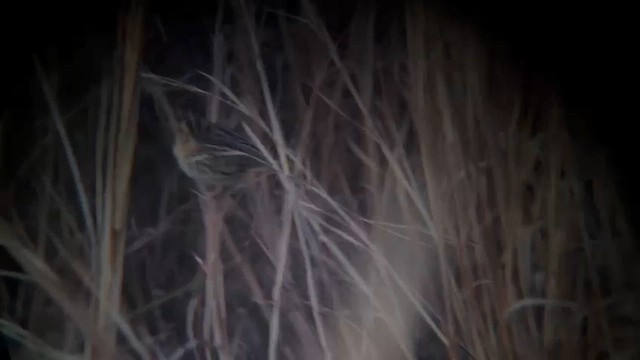 Tropical Kingbird - ML646534292