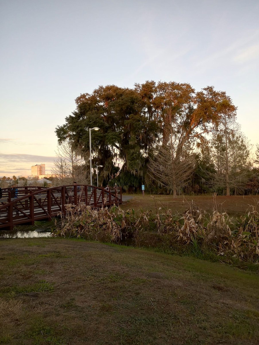 Tropical Kingbird - ML646534293