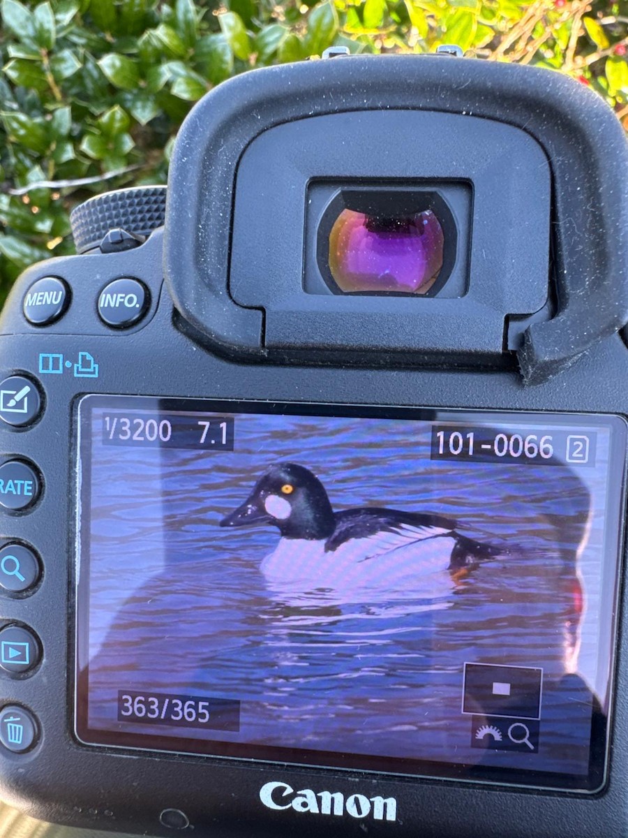 Tropical Kingbird - ML646534294
