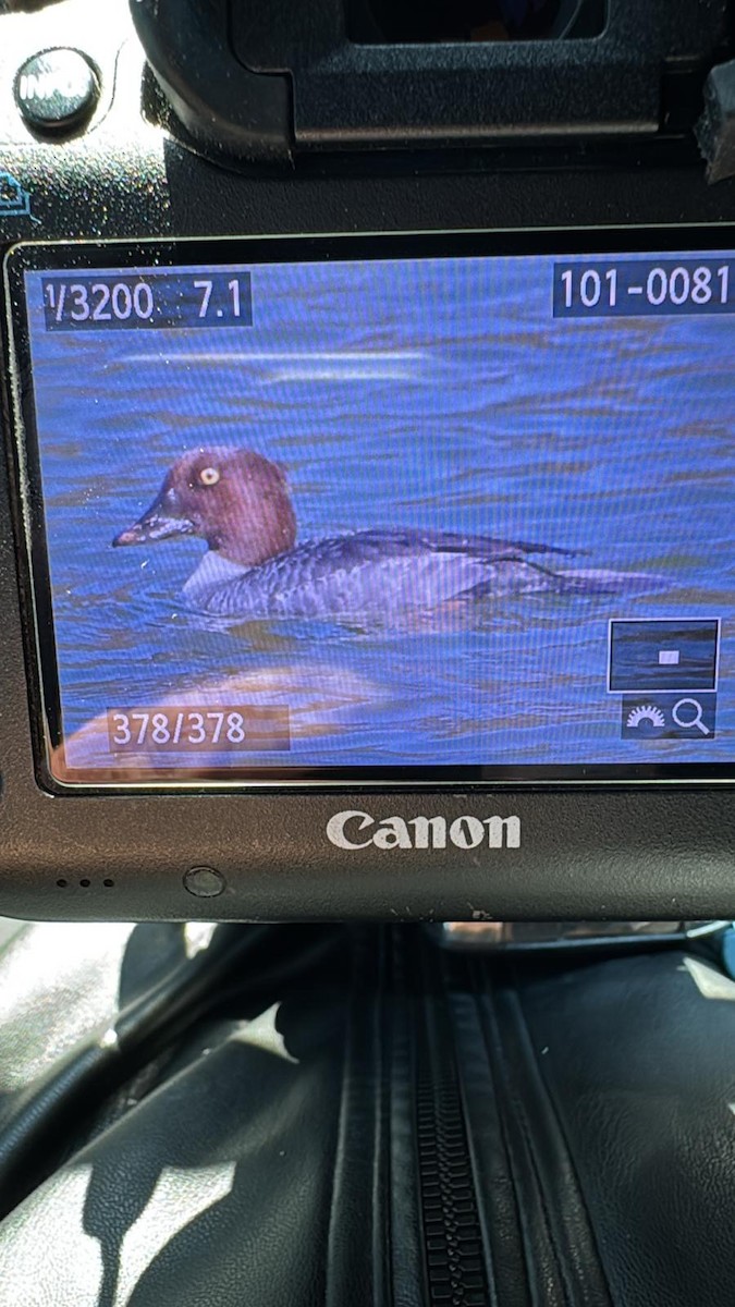 Tropical Kingbird - ML646534295