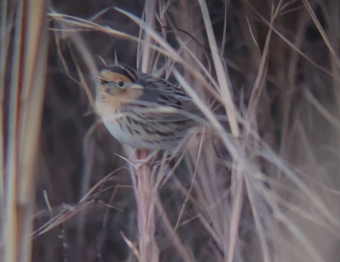 Tropical Kingbird - ML646534297