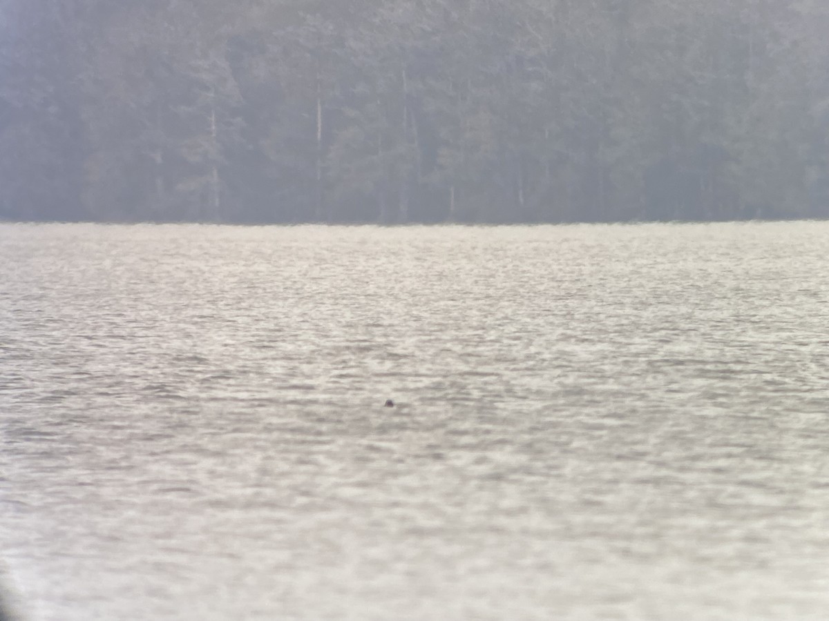 Tropical Kingbird - ML646534299