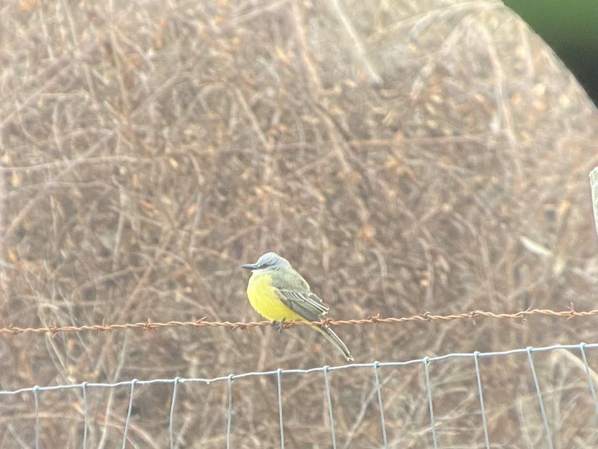 Tropical Kingbird - ML646534300