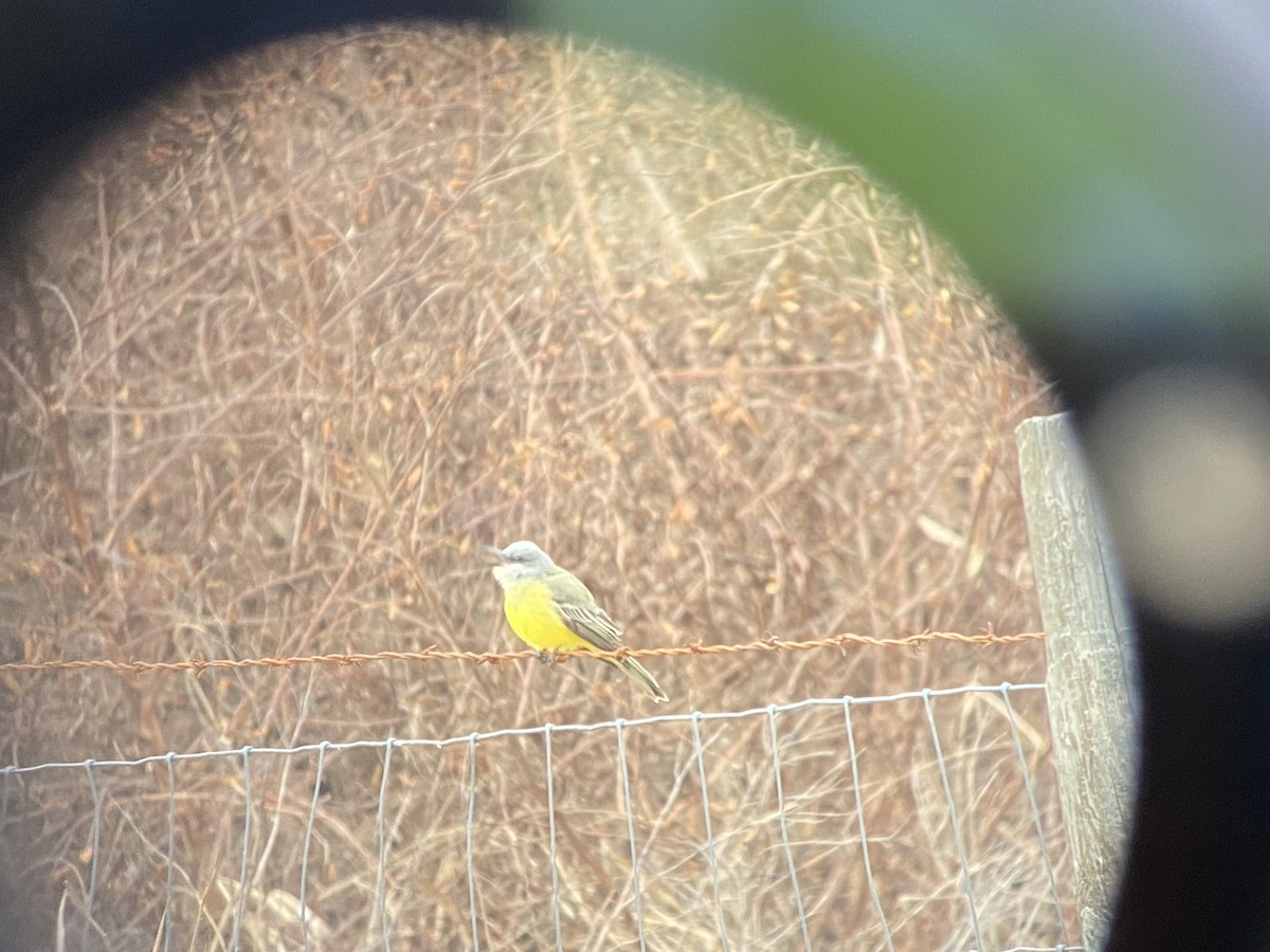 Tropical Kingbird - ML646534301