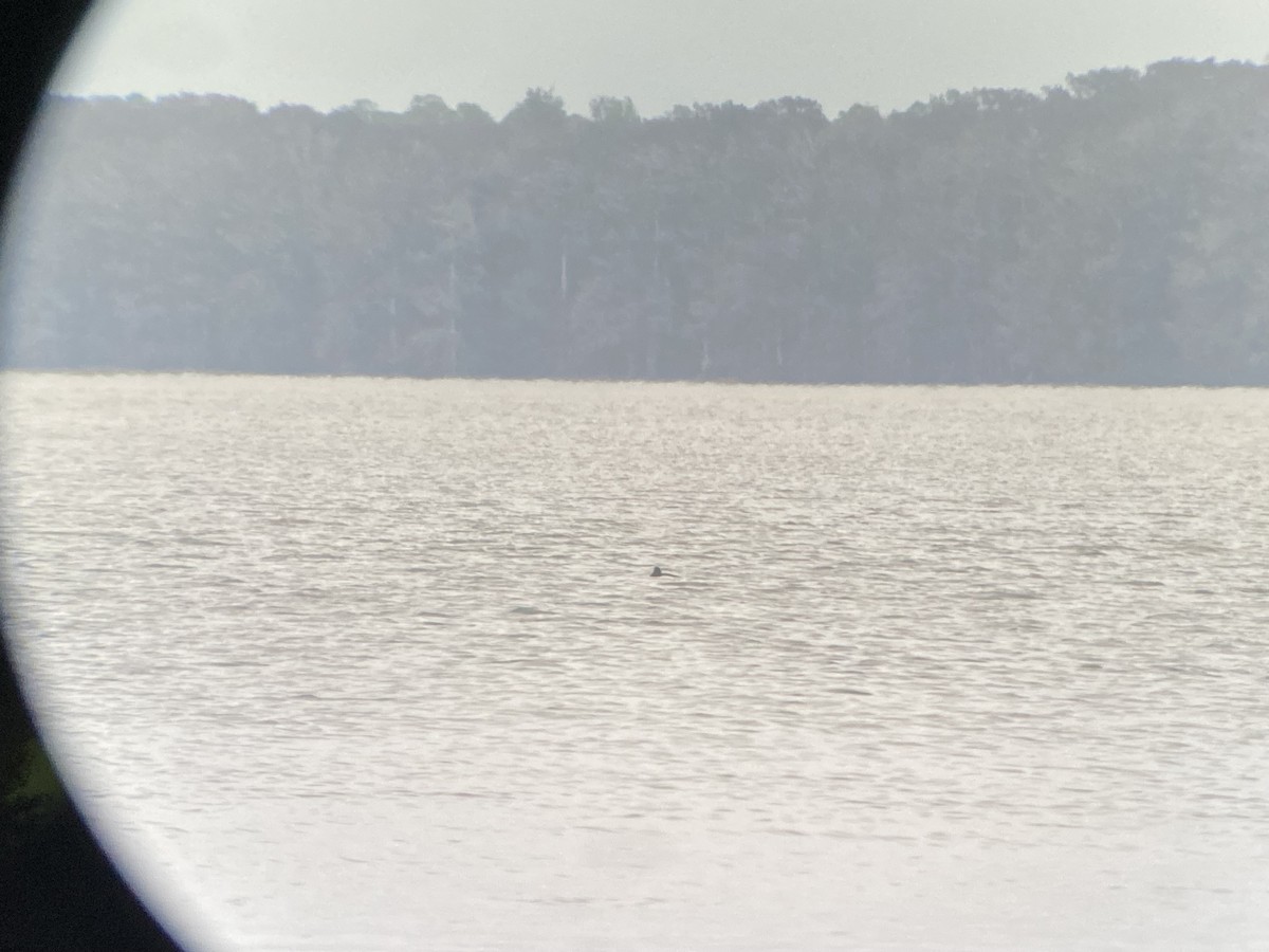 Tropical Kingbird - ML646534302