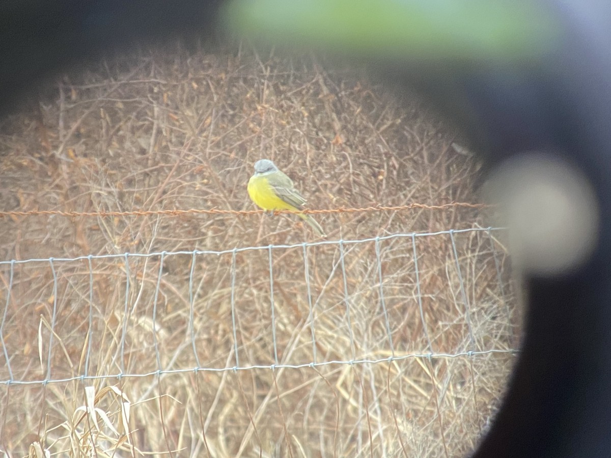 Tropical Kingbird - ML646534303