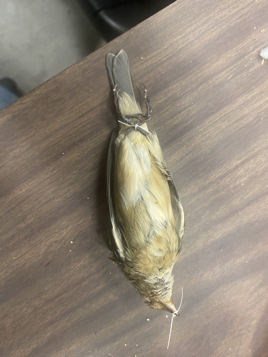 Tropical Kingbird - ML646534304