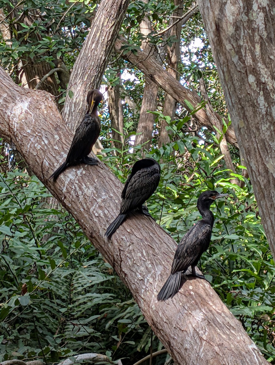 Neotropic Cormorant - ML646534308