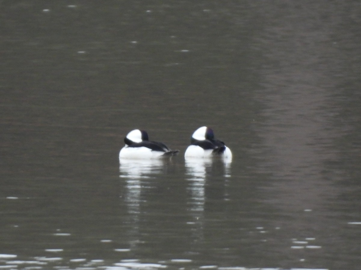 Bufflehead - ML646534310