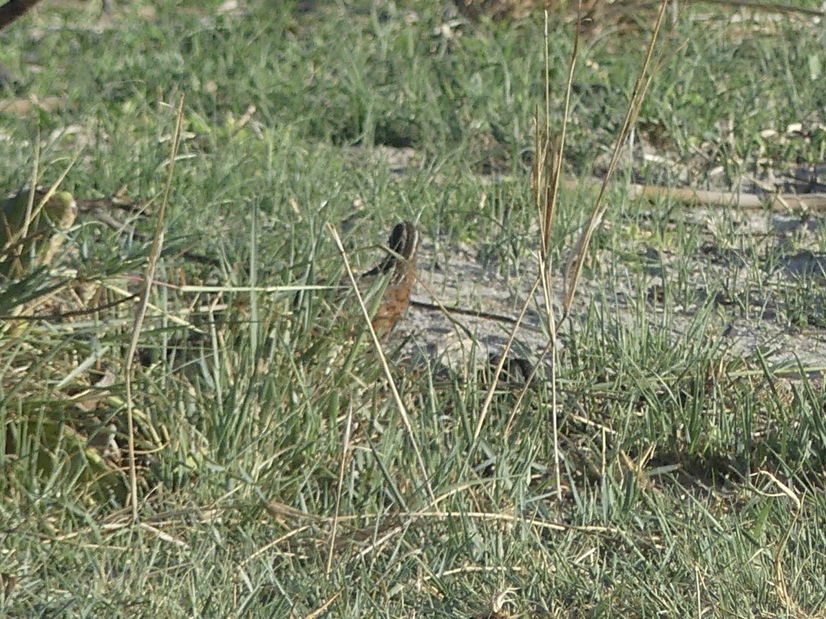 Harlekinwachtel - ML646534311