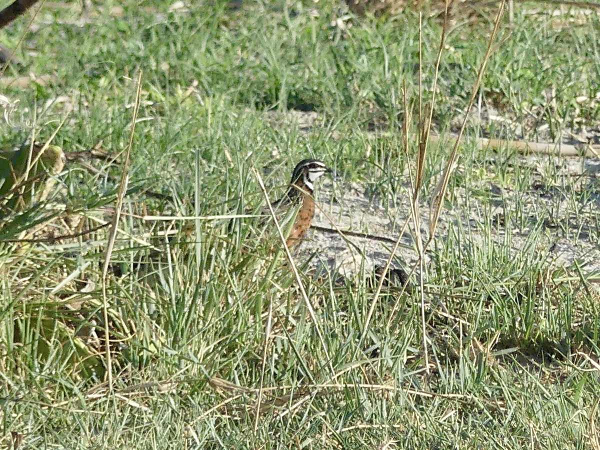 Harlekinwachtel - ML646534312