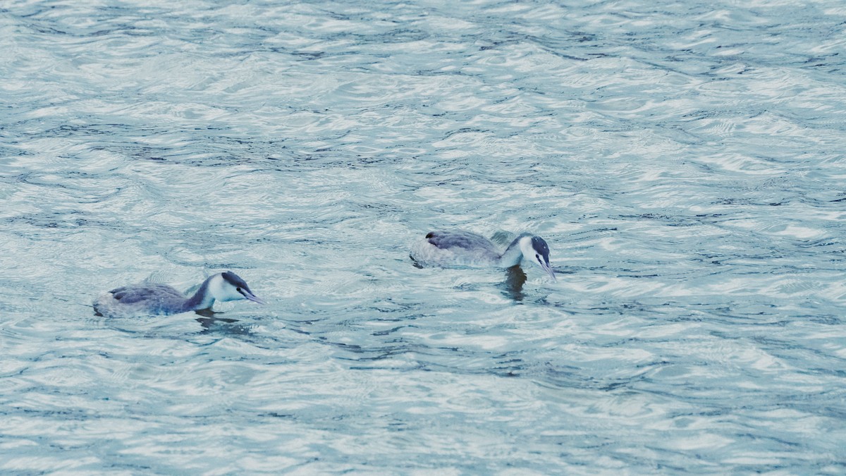 Great Crested Grebe - ML646534313