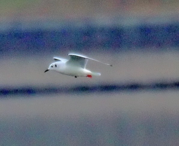 Bonaparte's Gull - ML646534314