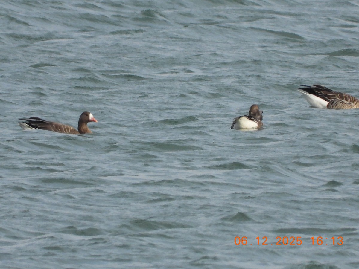 Oca lombardella - ML646534315