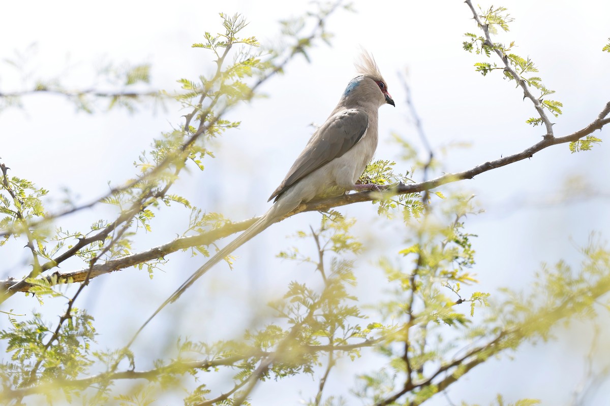 Blue-naped Mousebird - ML646534316