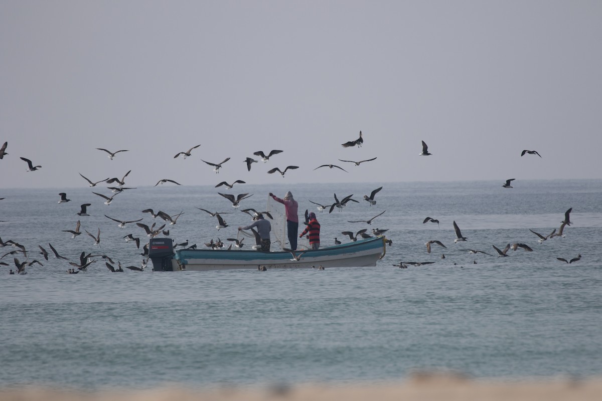 Sooty Gull - ML646534318