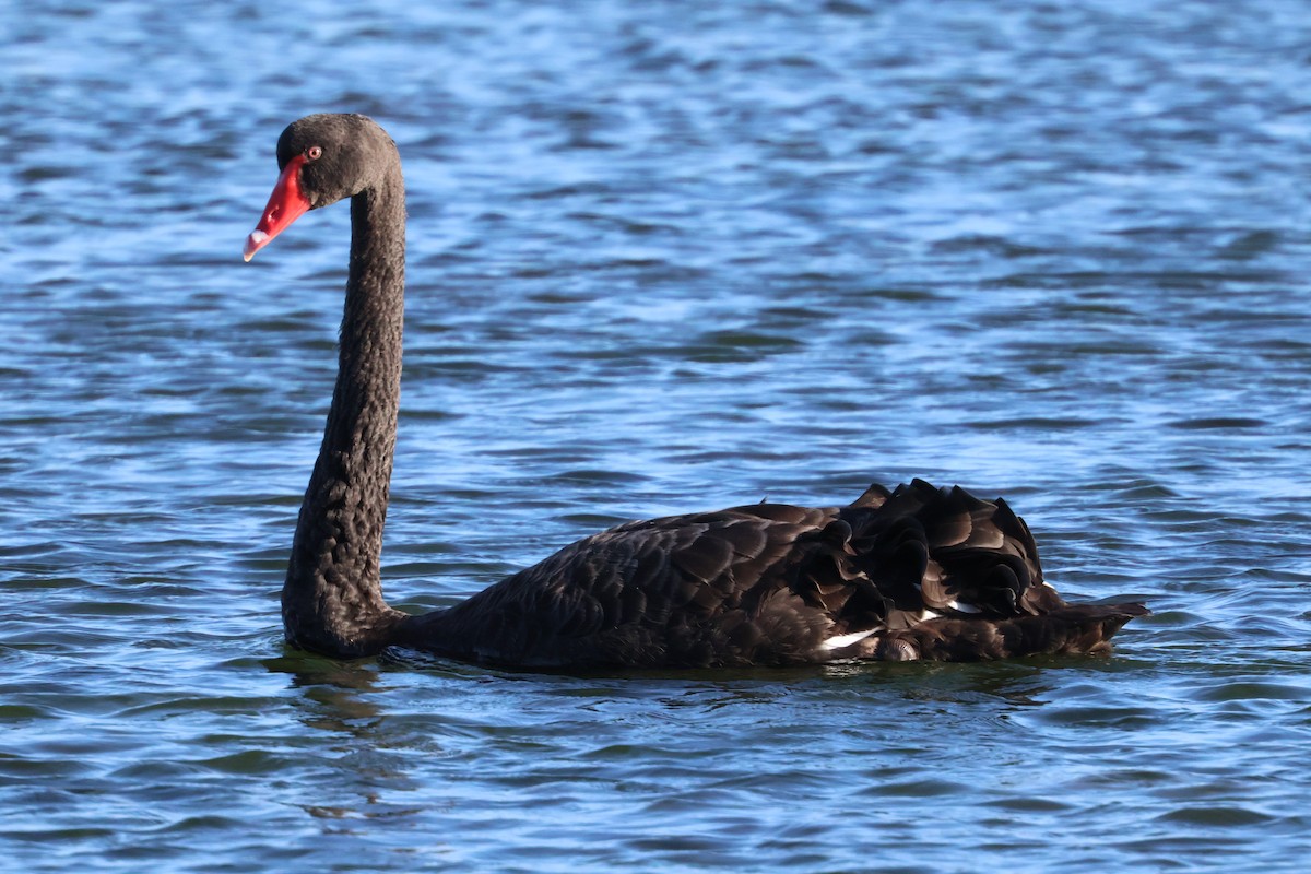 Black Swan - ML646534320