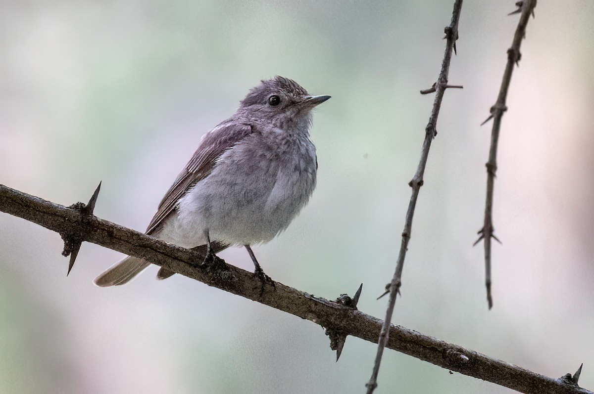 Papamoscas Gris - ML646534321