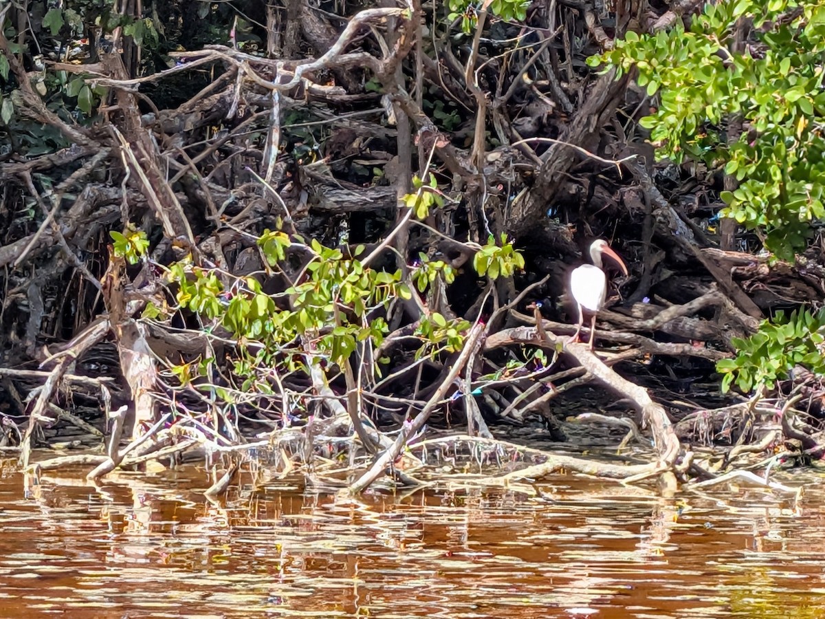ibis bílý - ML646534323