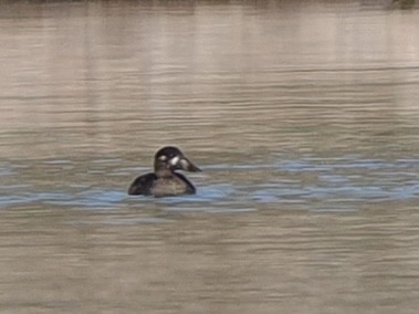 Negrón Careto - ML646534325