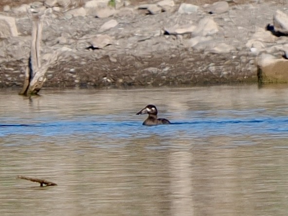 Negrón Careto - ML646534331
