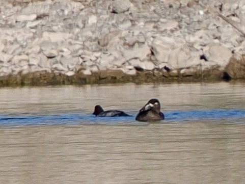 Negrón Careto - ML646534332