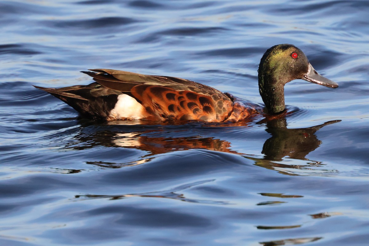 Chestnut Teal - ML646534334