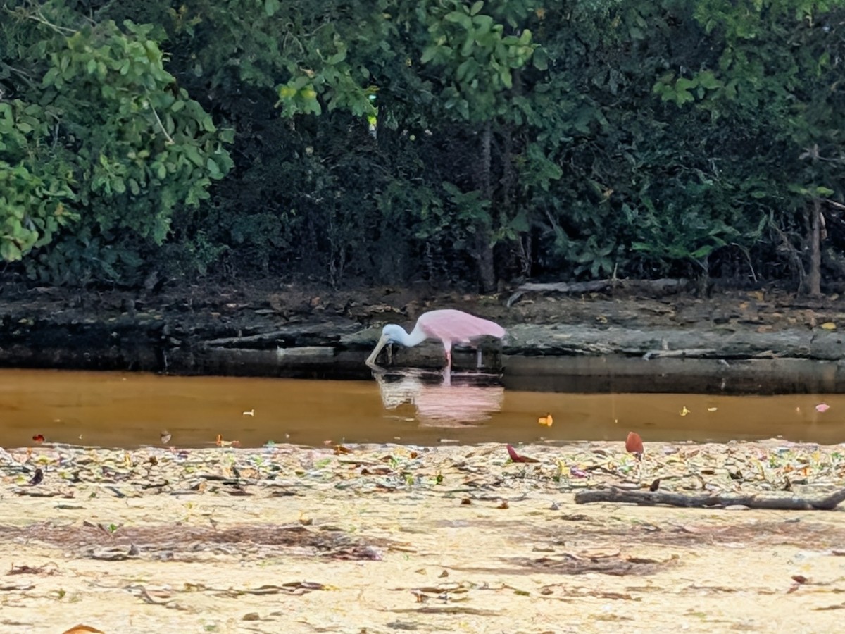 Espátula Rosada - ML646534336