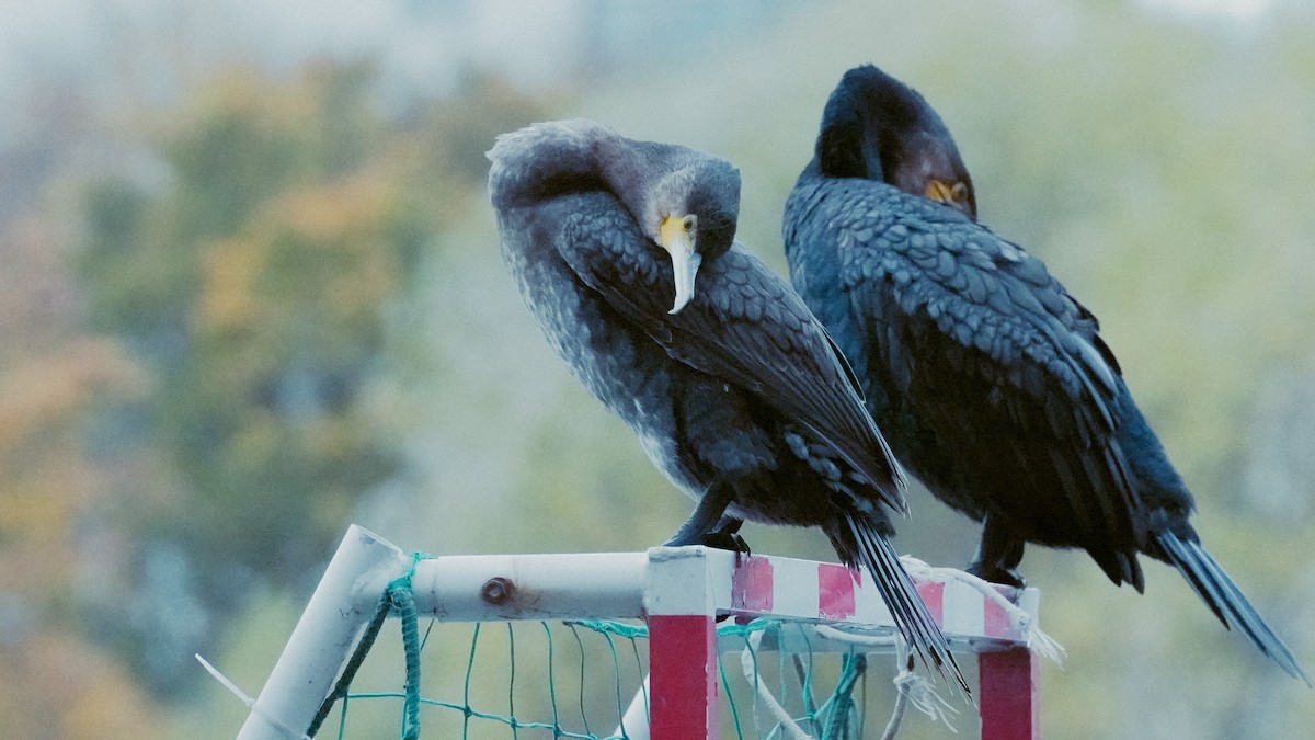 Great Cormorant - ML646534337